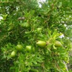 עץ ארגן עם פירות