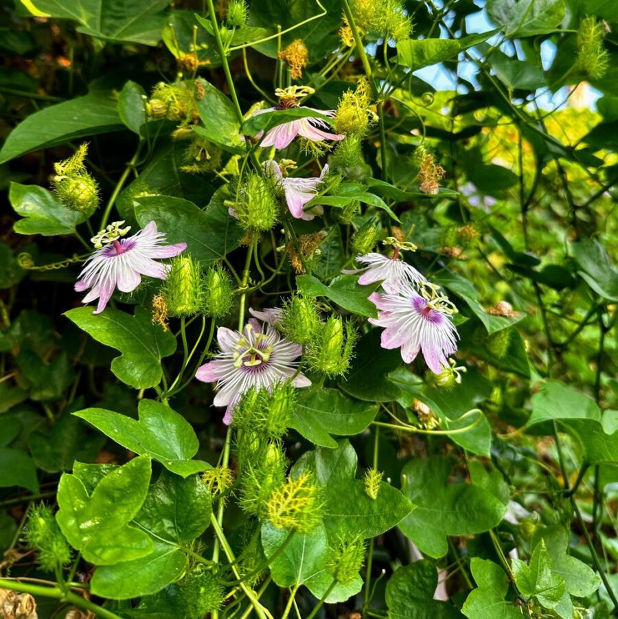 פסיפלורה אדומה פריחה