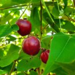 פסיפלורה אדומה