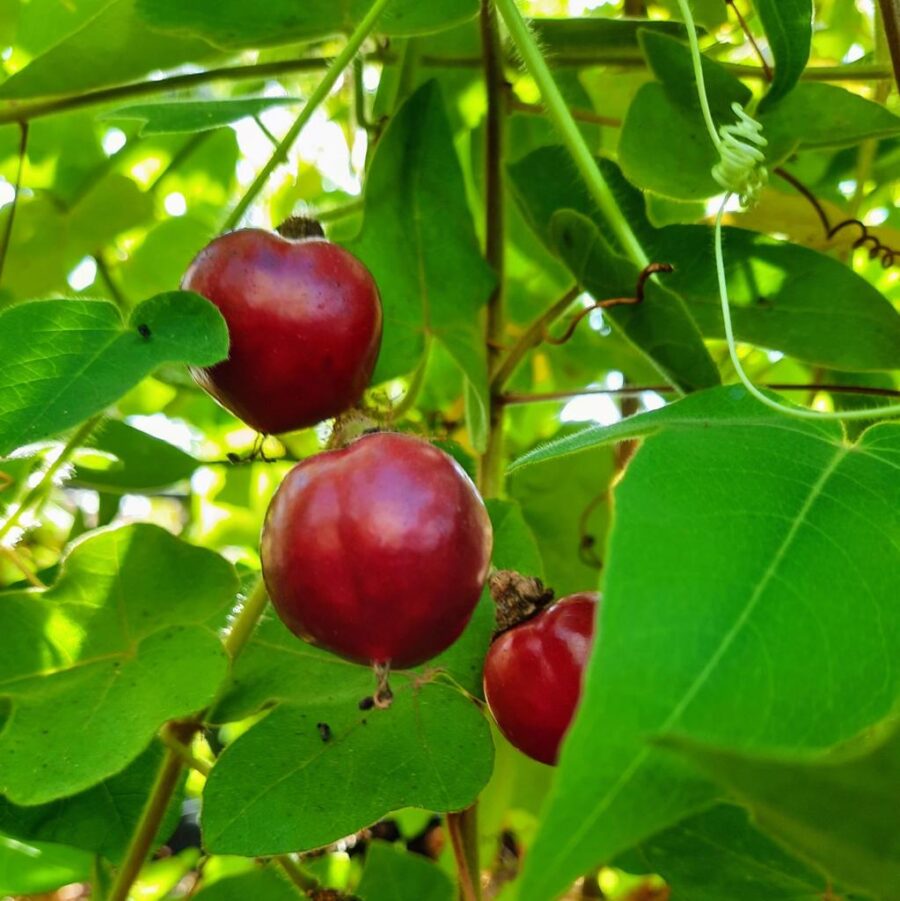 פסיפלורה אדומה
