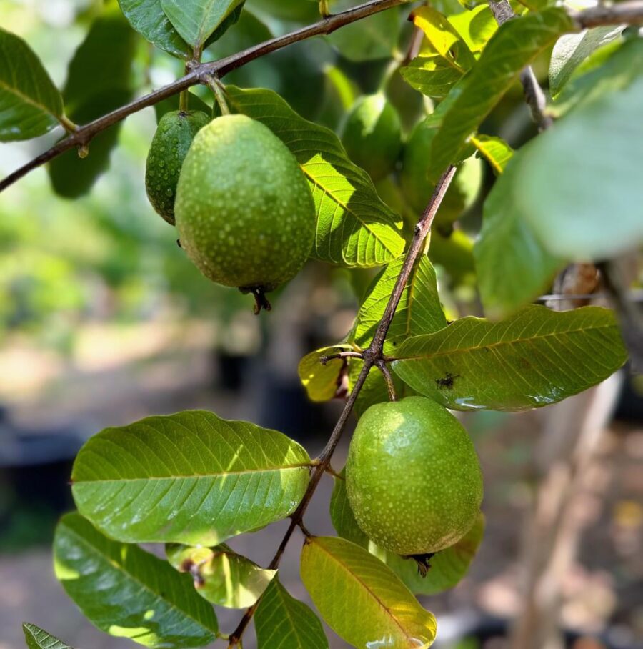 גויאבה אדומה