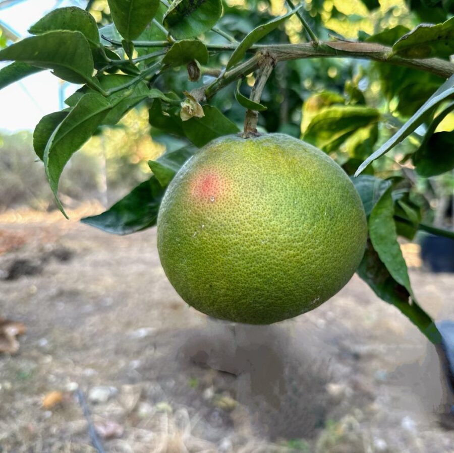פומלה אדומה