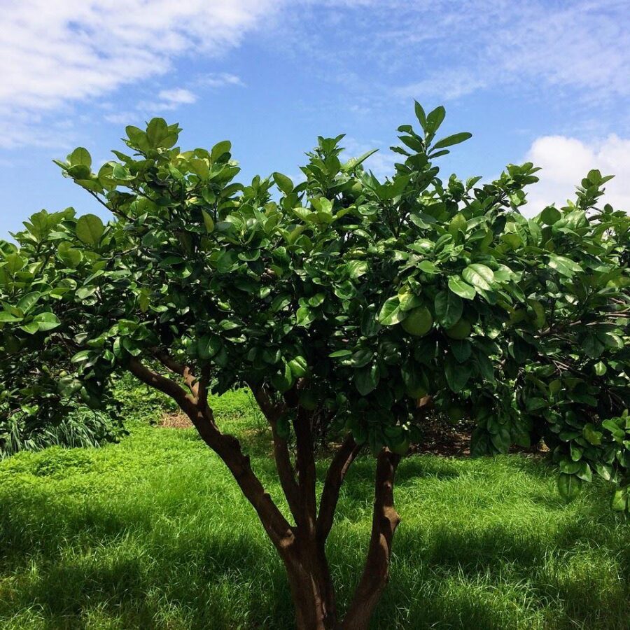 עץ פומלה אדומה