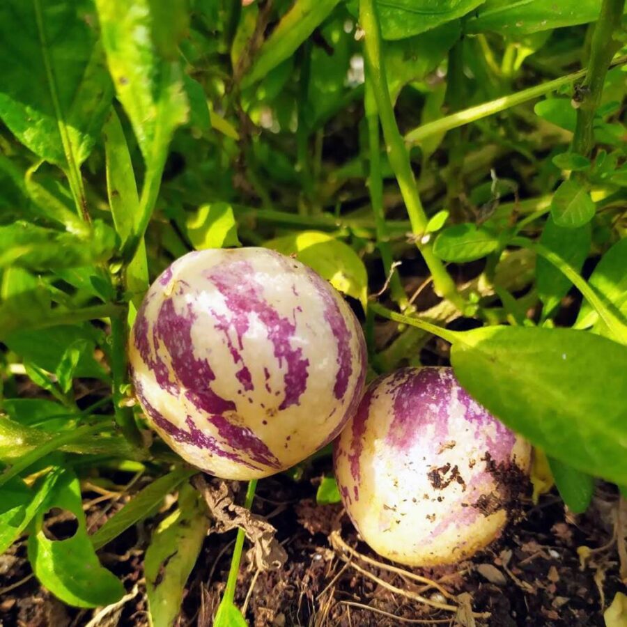 פפינו דולצ'ה