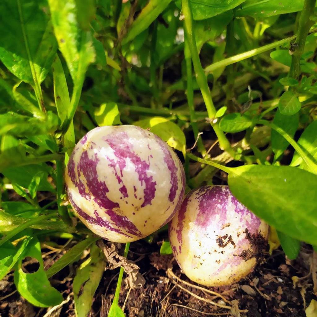 פפינו דולצ'ה