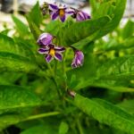 פריחה פפינו דולצ'ה