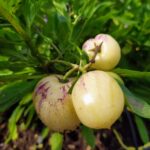 Whatsapp Image 2023 09 25 At 21.04.09