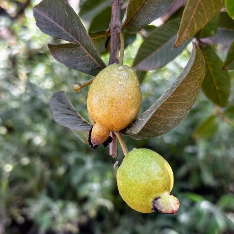 גויאבה ננסית בלי גרעינים
