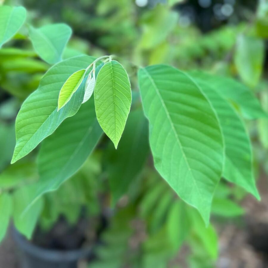 שתיל אנונה אדומה