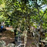 פלפל סצ'ואן