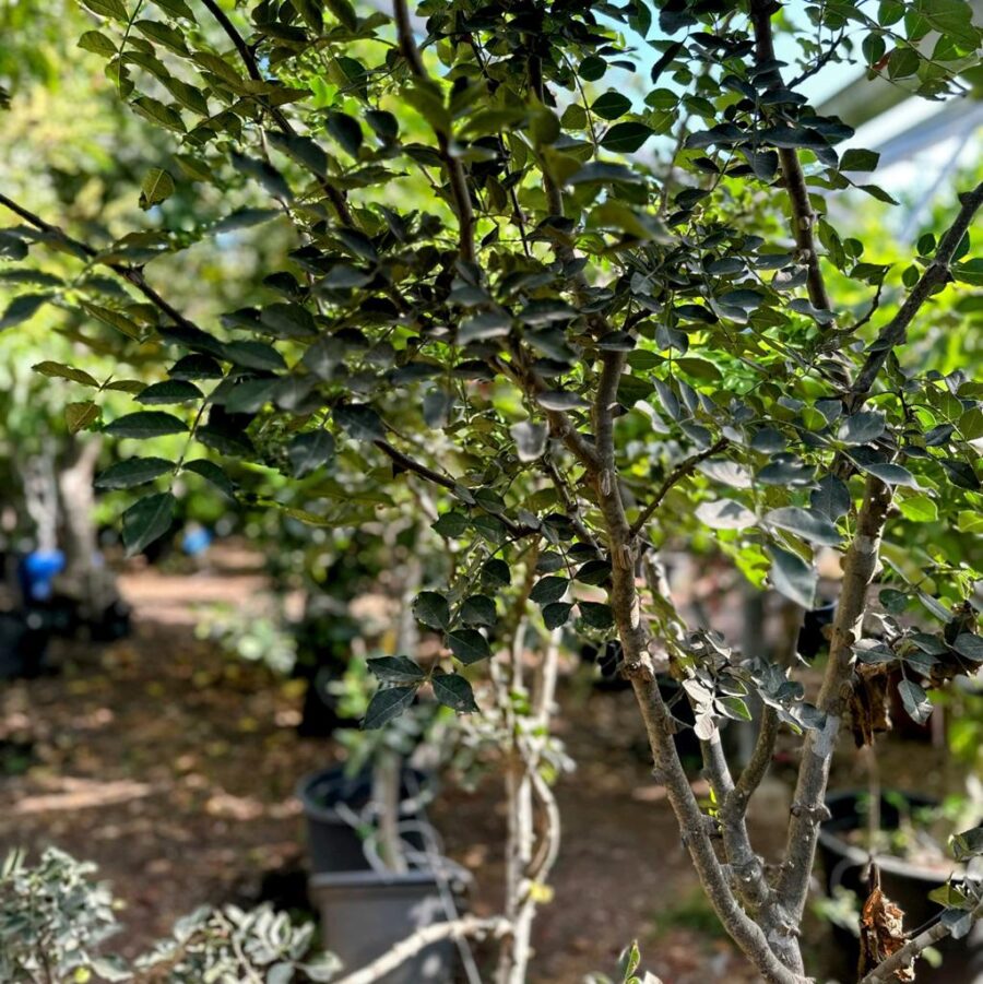 פלפל סצ'ואן