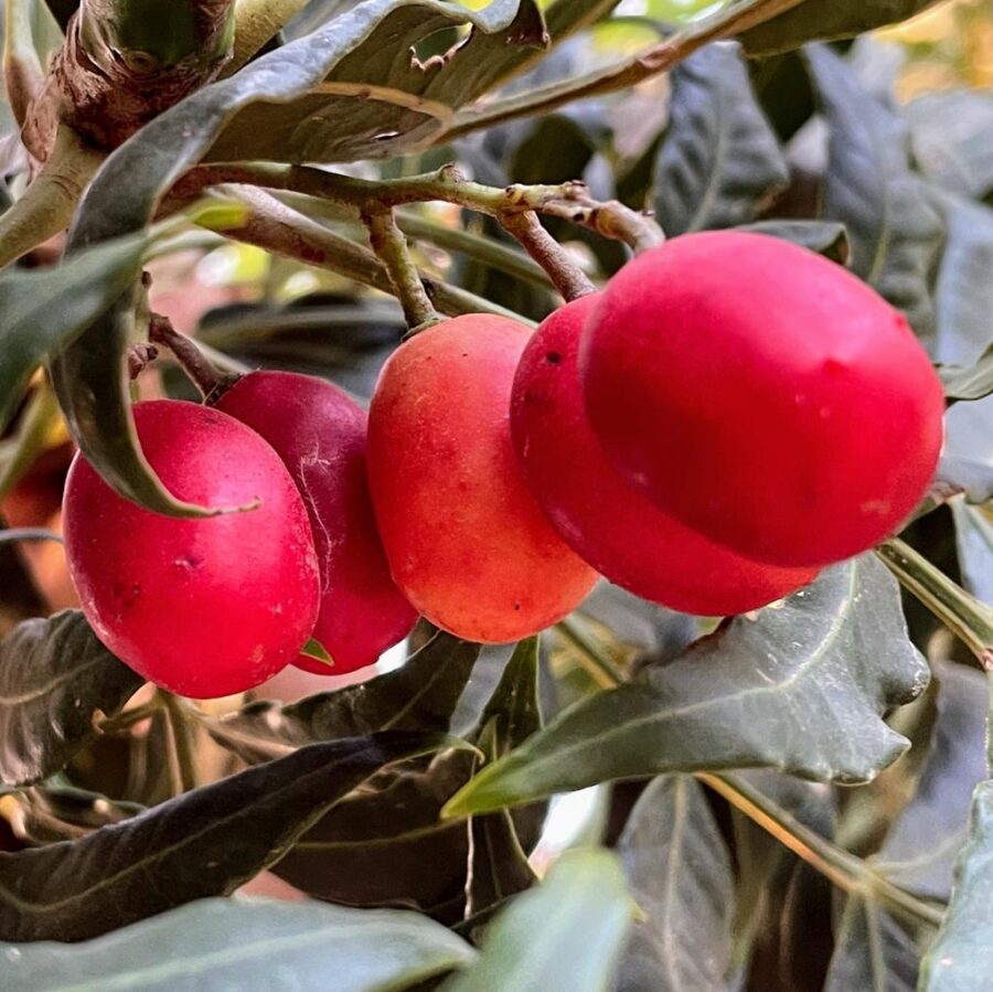 שזיף אפריקאי