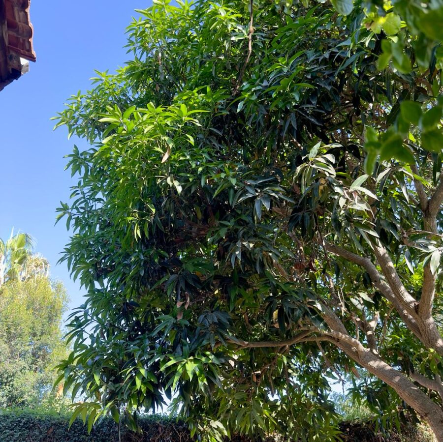 עץ מנגו פאירי