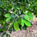 Whatsapp Image 2023 09 30 At 12.45.13