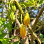 פפאיה עלה אלון