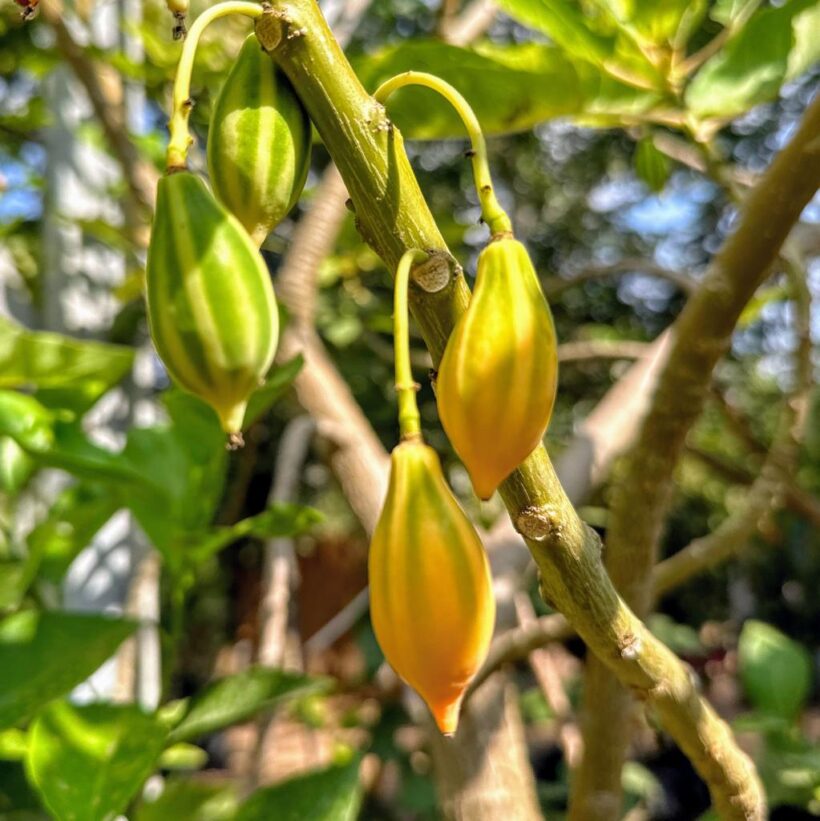 פפאיה עלה אלון