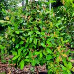 שתיל ביירם בעציץ