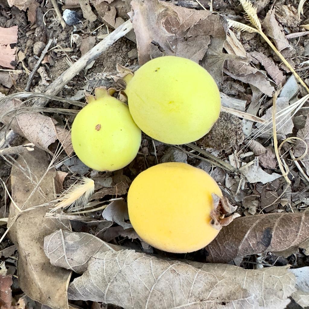 גויאבה ברזילאית