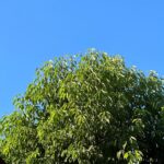 קינמון יפני