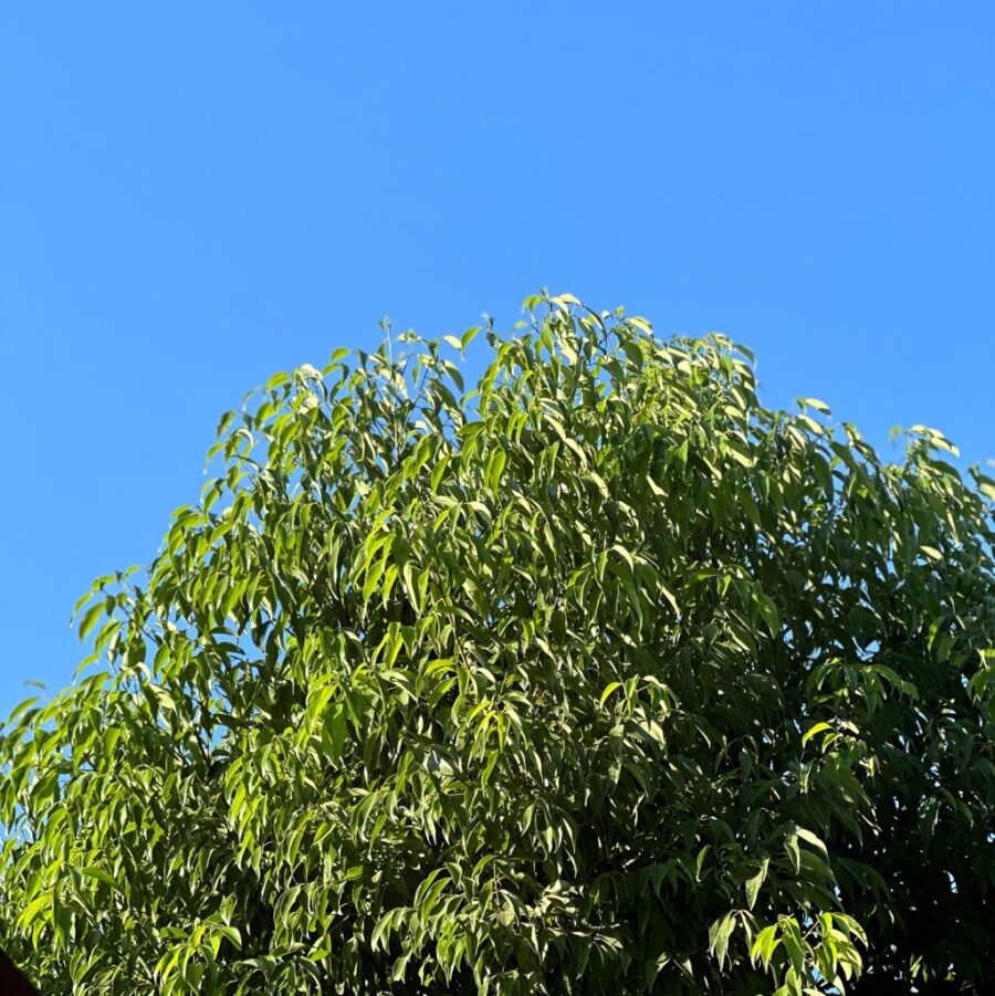 קינמון יפני