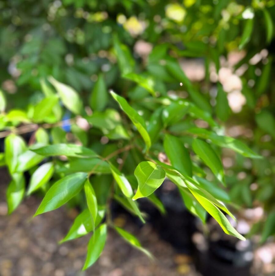 קינמון יפאני