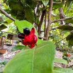 צמח מיקי מאוס