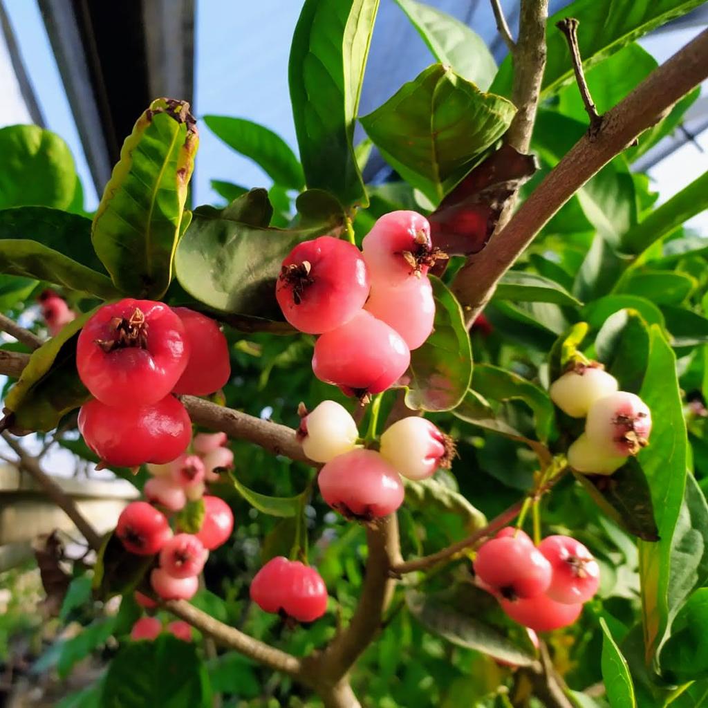 תפוח מלזיה ננסי