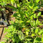 Whatsapp Image 2023 10 21 At 16.57.29