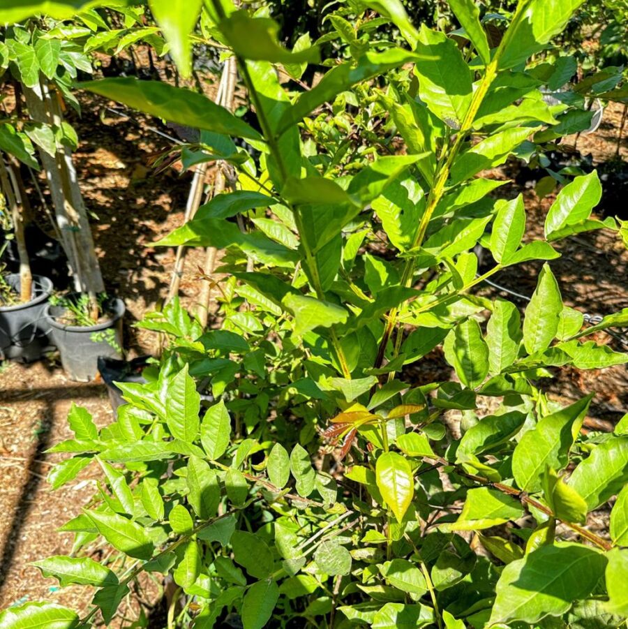 Whatsapp Image 2023 10 21 At 16.57.29