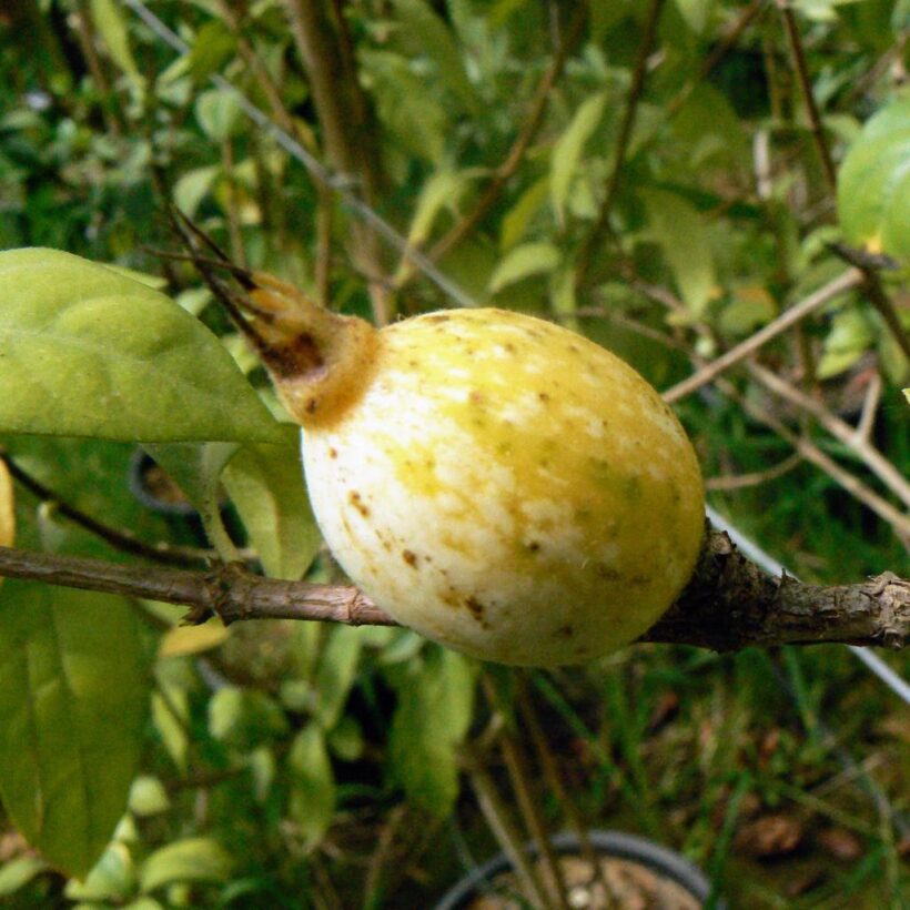 פרי חמאת הבוטנים