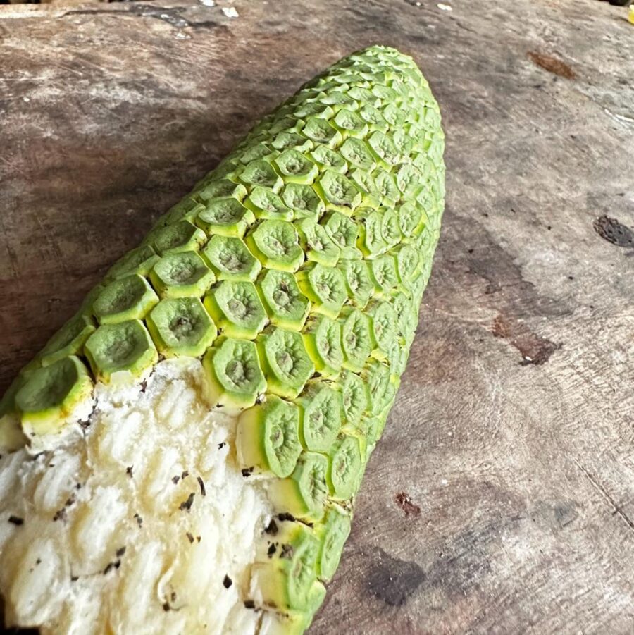 מונסטרה למאכל