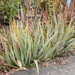 Aloevera3.jpg