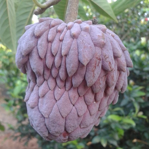 Annona x atemoya red פרי של אנונה אדומה