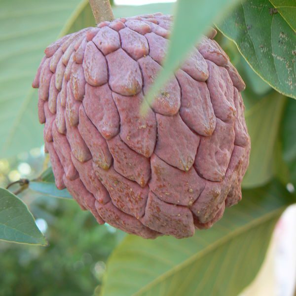 Annona x atemoya red פרי של אנונה אדומה