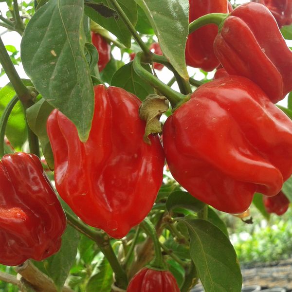 Capsicumchinensehabanero.jpg