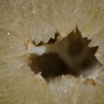 Citrus maxima פרי של פומלה לבנה (גוליית)