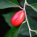 Elaeagnuslatifolia2.jpg