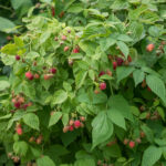 שתיל פטל אדום