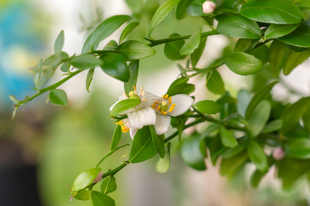Beautiful Scenery, A Blooming Sprig Of Citrus Plant Microcitrus Australasica, Finger Or Caviar Lime, With Small White And Pink Flowers, Green Leaves And Thorns. Indoor Citrus Tree Growing. Close Up