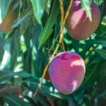 Photo Of Mango Fruit Still On The Tree.