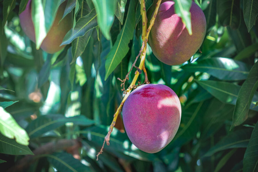 Photo Of Mango Fruit Still On The Tree.