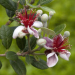 Blossoms Of A Acca Sellowiana Or Fruit פריחה של פיג'ויה Salad Tree