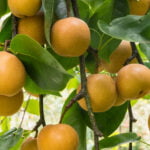 Ripe Organic Chinese Pears Hanging On Pear Tree At Harvest Time