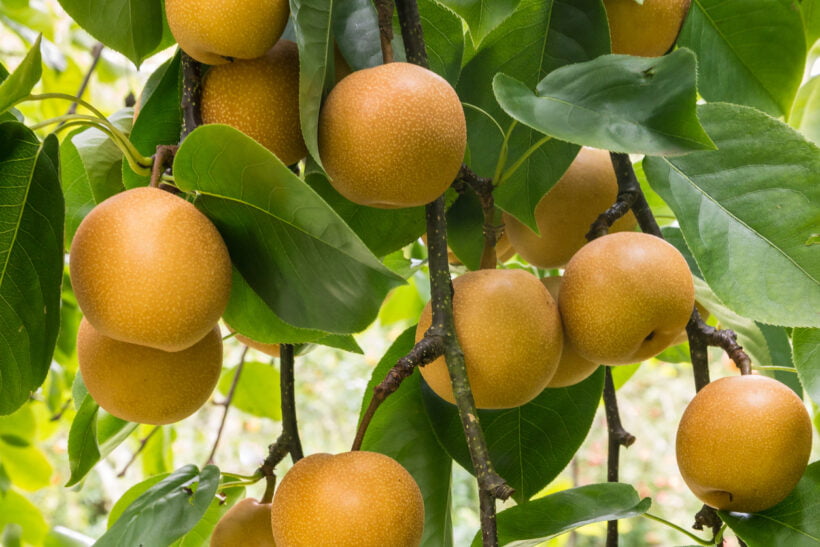 Ripe Organic Chinese Pears Hanging On Pear Tree At Harvest Time