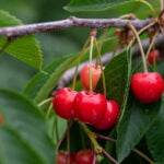 Juicy Red Cherries On The Tree
