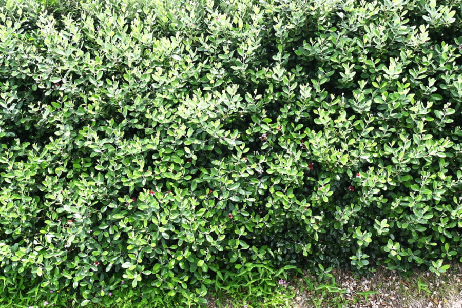 פיג'ויה שיח ופרחים