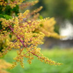 Mango Flowering In Organic Orchard, Thailand