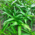 תרד תאילנדי (תרד מים)