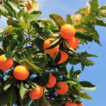 Orange Tree