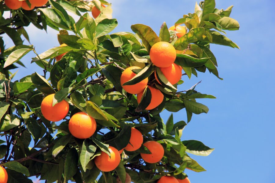 Orange Tree